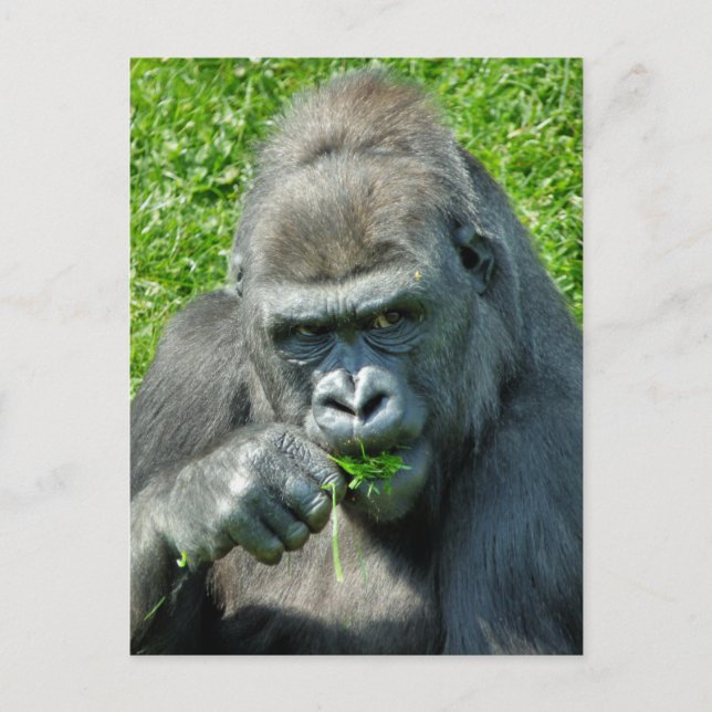 WILD ANIMALS - GORILLAS POSTCARD (Front)