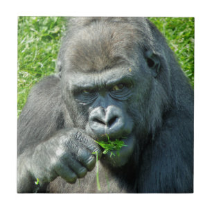 WILD ANIMALS - GORILLAS TILE