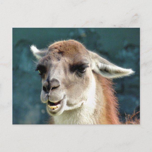 WILD ANIMALS - GUANACO POSTCARD (Front)