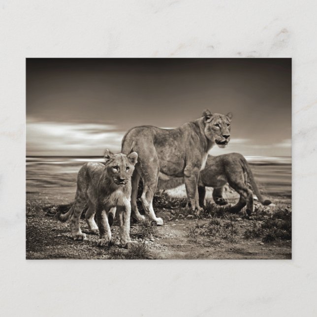 WILD ANIMALS LIONS CUBS LIONESS BEAUTY NATURE PHOT POSTCARD (Front)