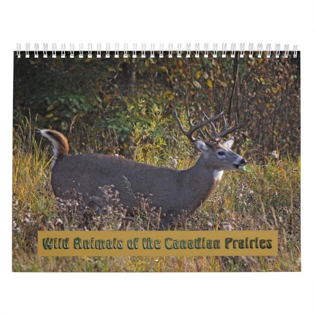 Wild Animals of the Canadian Prairies Calendar (Cover)