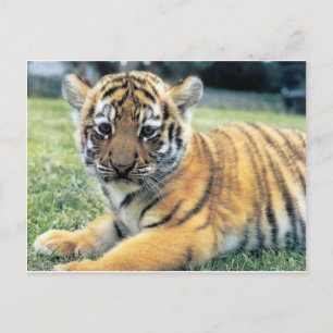 Wild animals postcard