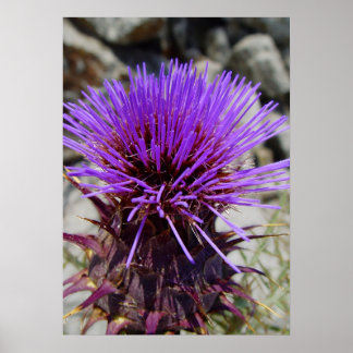 Wild artichoke poster