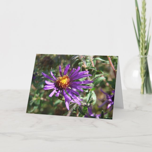 Wild Aster Card (Front)
