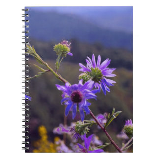 Wild Asters Notebook