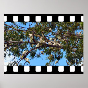 Wild Australian Cockatoos In Gum Trees, Poster