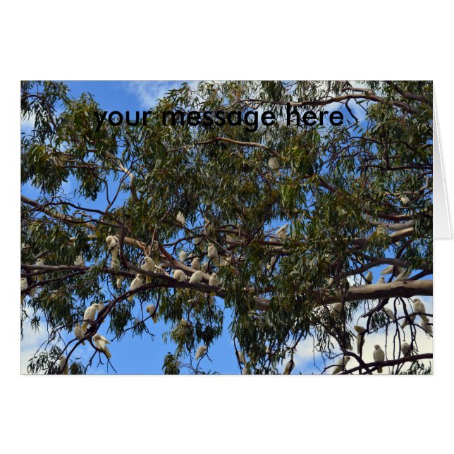 Wild Australian White Cockatoos, (Front Horizontal)