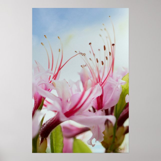 wild azaleas poster (Front)