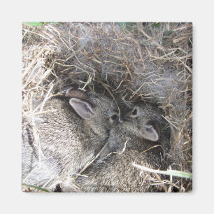 Wild Baby Bunnies Magnet