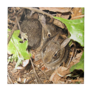 Wild Baby Bunnies Tile