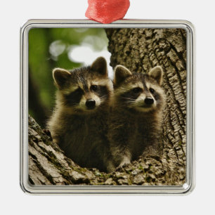 Wild Baby Raccoons Photo Metal Tree Decoration