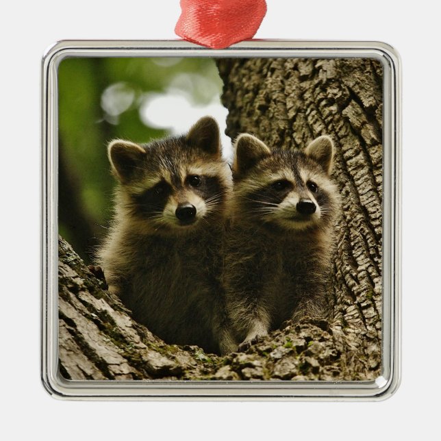 Wild Baby Raccoons Photo Metal Tree Decoration (Front)