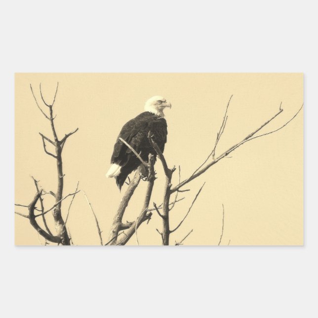 Wild Bald Eagle Stickers (Front)