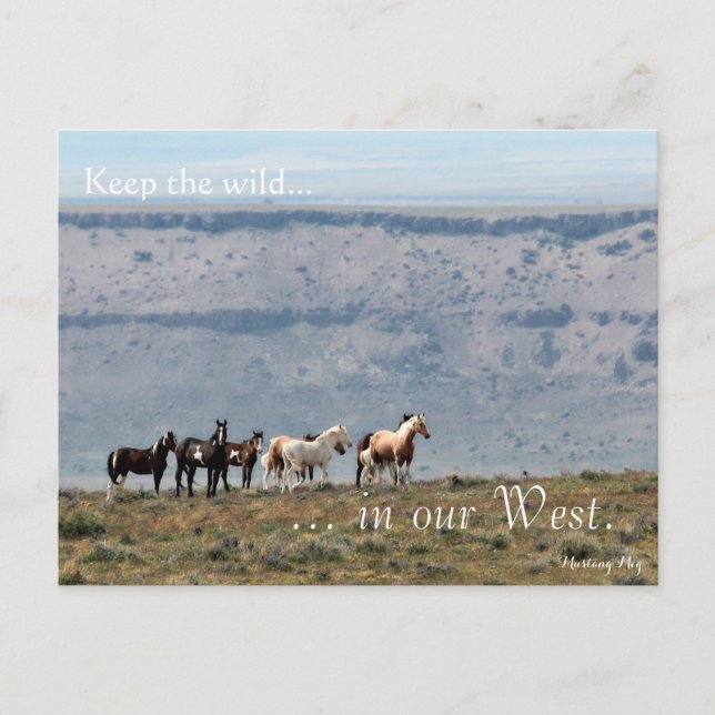 Wild Band, Pre-addressed: Sec of the Interior Postcard (Front)