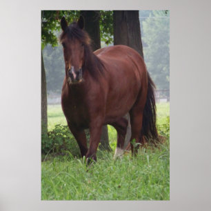 Wild Bay Horse Poster