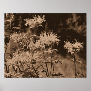 Wild Bee Balm Flowers In Sepia Brown Poster