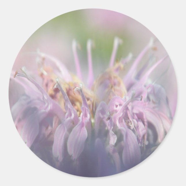 Wild bergamot beebalm flower classic round sticker (Front)