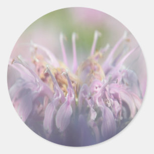 Wild bergamot beebalm flower classic round sticker
