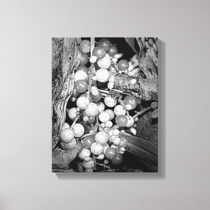 Wild Berries Black And White Canvas Print