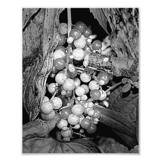 Wild Berries In Black And White Nature 8x10 Photo Print (Front)