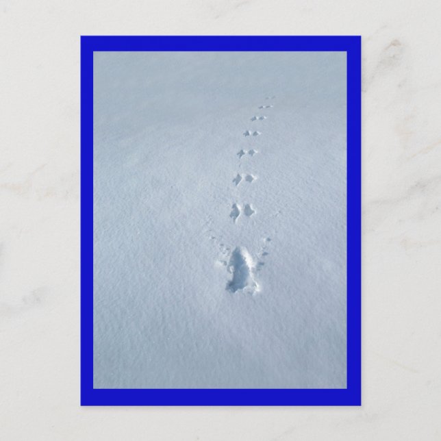 Wild Bird Footprints in Snow Postcard (Front)