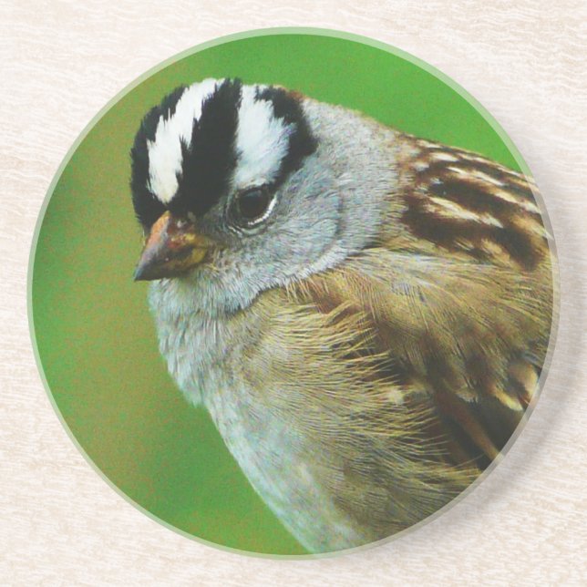 Wild Bird - White Crowned Song Sparrow Coaster (Front)