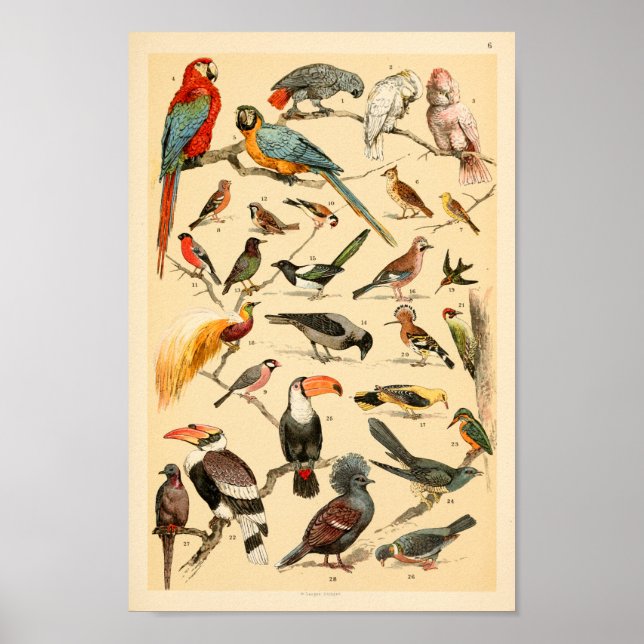 Wild Birds Collection Parrots Tucan Print (Front)