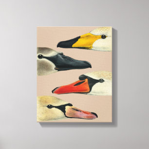 Wild Birds Nature-Faces of Swan Canvas Print