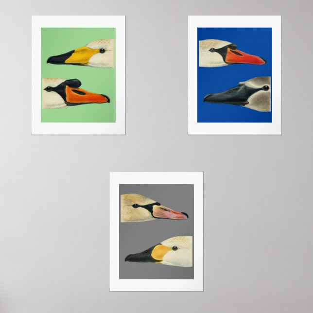 Wild Birds Species of Swans Print Set (Front)