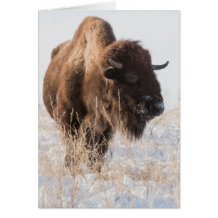 Wild Bison Blank Greeting Card