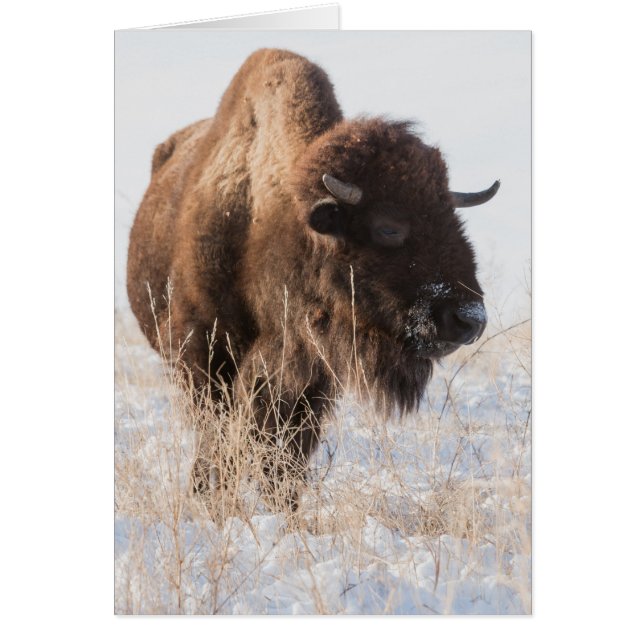 Wild Bison Blank Greeting Card (Front)