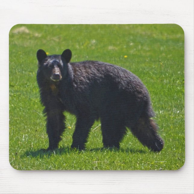 Wild Black Bear and Grass Wildlife Photo Mouse Mat (Front)