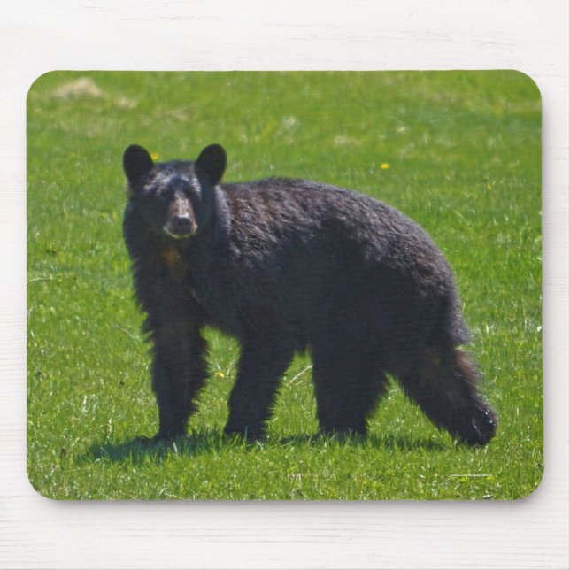 Wild Black Bear and Grass Wildlife Photo Mouse Mat (Front)