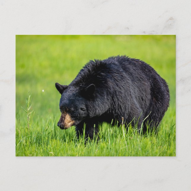 Wild black bear in North America postcard (Front)
