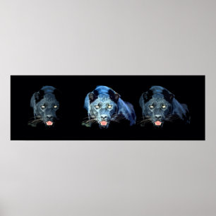 Wild Black Jaguar Cat Eyes Blue Tones Poster