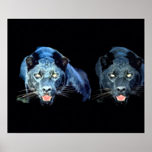 Wild Black Jaguar Cat Eyes Blue Tones Poster