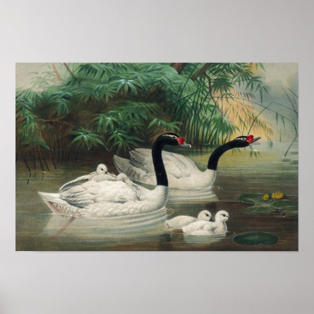 Wild Black-Necked Swan Family Vintage Art Poster (Front)