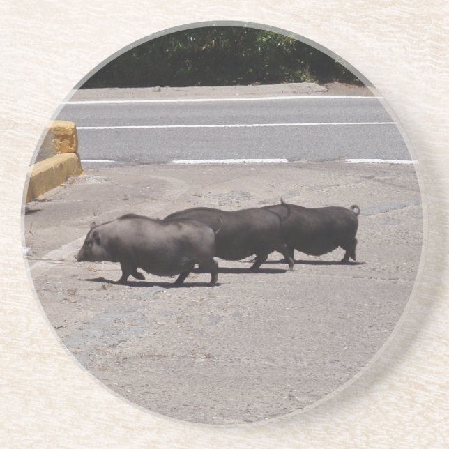 Wild Black Pigs Coaster (Front)