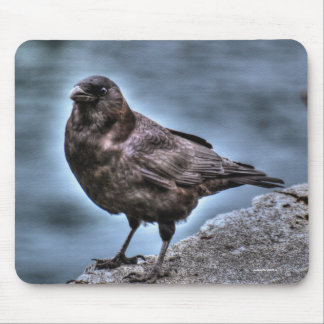 Wild Black Raven Standing on Rocks Mouse Mat