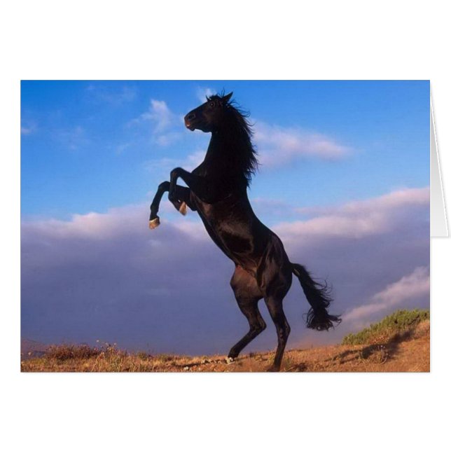 Wild Black Stallion Rearing Horse (Front Horizontal)