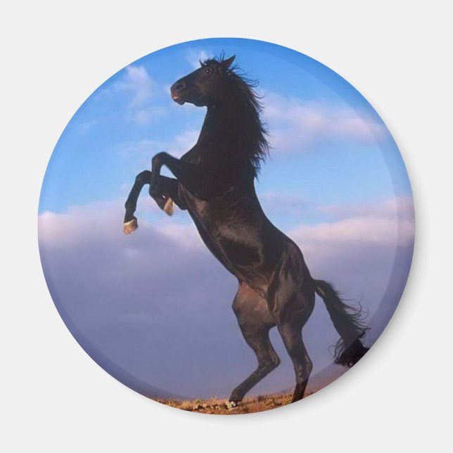 Wild Black Stallion Rearing Horse Magnet (Front)
