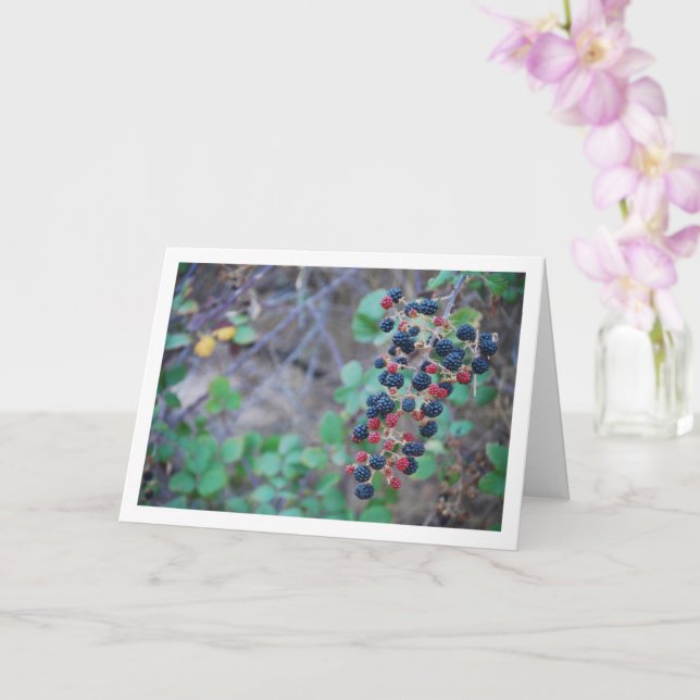 Wild Blackberry Fruit Card (Orchid)
