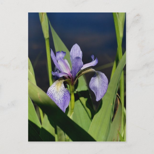 Wild Blue Flag Iris Flower Postcard (Front)