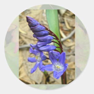Wild Blue Hyacinth Stickers