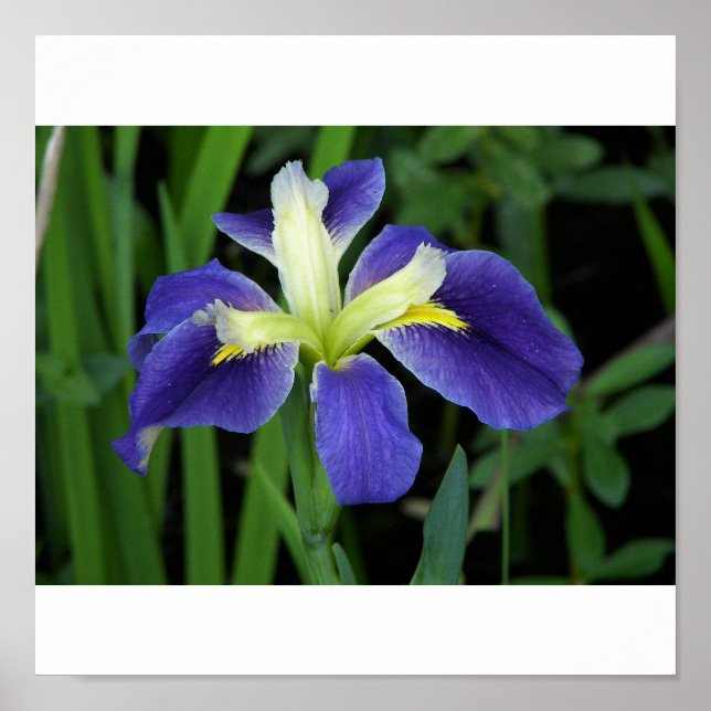 Wild Blue Iris Print (Front)