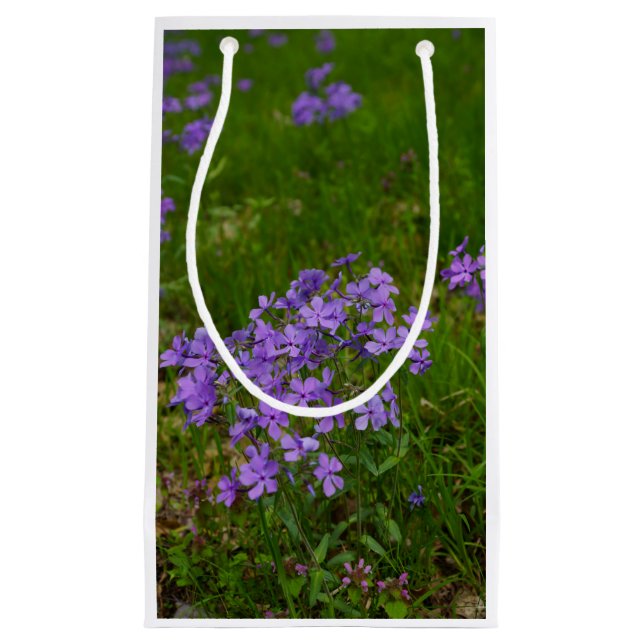 Wild Blue Phlox Small Gift Bag (Front)