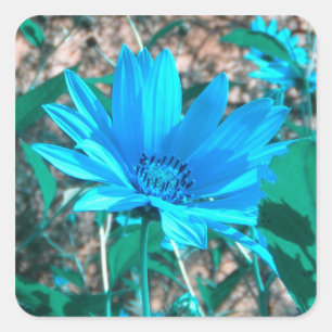 Wild Blue Sunflower Stickers