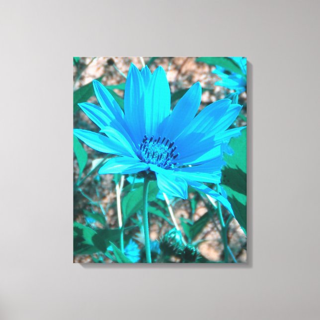 Wild Blue Sunflower Wrapped Canvas Print (Front)