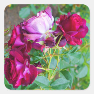 Wild Blue Yonder Rose #1 Stickers