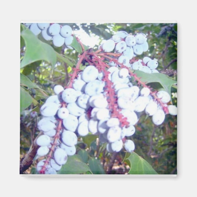 Wild Blueberries Magnet (Front)